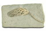 Fossil Crinoid (Cyathocrinites) - Crawfordsville, Indiana #344766-1
